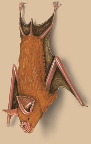تِـرشولي  پَن- نَڪو  چمڙو  Trident leaf-nosed Bat / Asellia tridens /